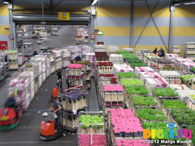 SX23965 Bloemenveiling Aalsmeer FloraHolland Flower Auction